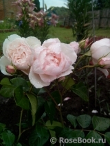 Generous Gardener, The Generous Gardener, The