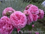 Baronesse Baronesse