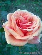 Ashram Ashram
