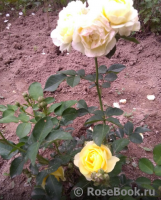 Golden Border Golden Border