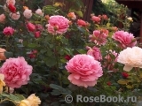 Princess Alexandra of Kent Princess Alexandra of Kent