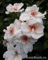Jacqueline du Pre Jacqueline du Pre