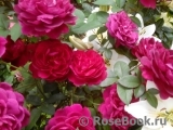Darcey Bussell Darcey Bussell