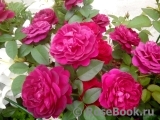 Darcey Bussell Darcey Bussell