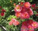 Decor Arlequin Decor Arlequin