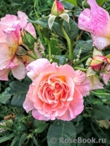 Augusta Luise Augusta Luise