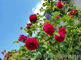 Darcey Bussell Darcey Bussell