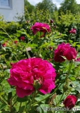 Darcey Bussell Darcey Bussell