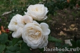 Uetersener Klosterrose Uetersener Klosterrose