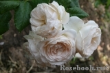 Uetersener Klosterrose Uetersener Klosterrose