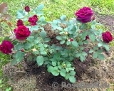 Darcey Bussell Darcey Bussell