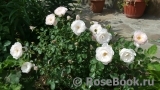 Desdemona Desdemona