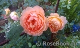 Lady of Shalott Lady of Shalott