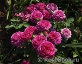 Heidi Klum Rose Heidi Klum Rose