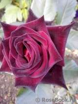 Black Baccara Black Baccara