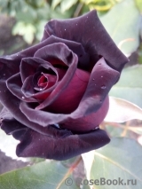 Black Baccara Black Baccara
