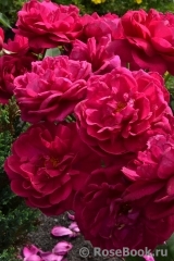 Darcey Bussell Darcey Bussell