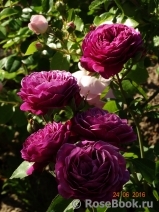 Heidi Klum Rose Heidi Klum Rose