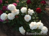 Great North Eastern Rose Great North Eastern Rose