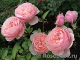 The Alnwick Rose The Alnwick Rose