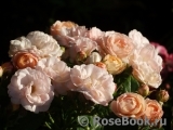 Bordure Nacree Bordure Nacree
