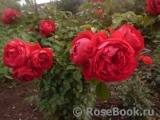 Florentina - Florentina -