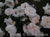 Attenborough Rose, The Attenborough Rose, The