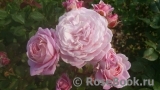 Rosengräfin Marie Henriette Rosengräfin Marie Henriette