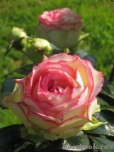 Biedermeier Biedermeier