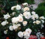Lions Rose Lions Rose