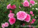 Gertrude Jekyll Gertrude Jekyll