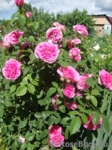 Gertrude Jekyll Gertrude Jekyll