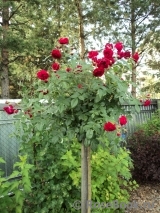 Starlet®-Rose Lola® Starlet®-Rose Lola®