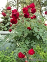 Starlet®-Rose Lola® Starlet®-Rose Lola®