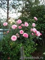 Starlet®-Rose Eva® Starlet®-Rose Eva®