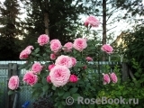 Starlet®-Rose Eva® Starlet®-Rose Eva®