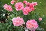 Tickled Pink Tickled Pink