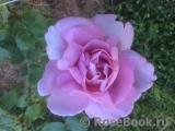 La Rose du Petit Prince La Rose du Petit Prince