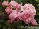 Rosengräfin Marie Henriette Rosengräfin Marie Henriette