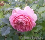 Jubilee Celebration® Jubilee Celebration®