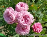 Rosengräfin Marie Henriette Rosengräfin Marie Henriette