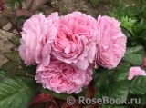Rosengräfin Marie Henriette Rosengräfin Marie Henriette