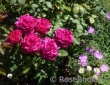 Darcey Bussell Darcey Bussell