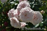 Antique Rose Antique Rose