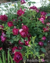 Burgundy Ice Burgundy Ice