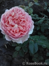 Abraham Darby Abraham Darby