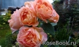Lady of Shalott Lady of Shalott
