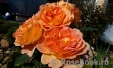 Lady of Shalott Lady of Shalott