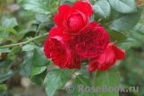 Florentina - Florentina -