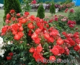 Planten un Blomen® Planten un Blomen®